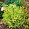 Wedding Ring® Japanese Boxwood