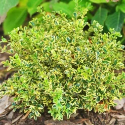 Wedding Ring® Japanese Boxwood -The Tree Center Wedding Ring Japanese Boxwood 1.1 copy jpg webp