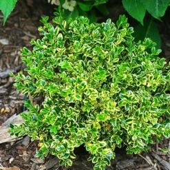 Wedding Ring® Japanese Boxwood -The Tree Center Wedding Ring Japanese Boxwood 3 copy jpg webp