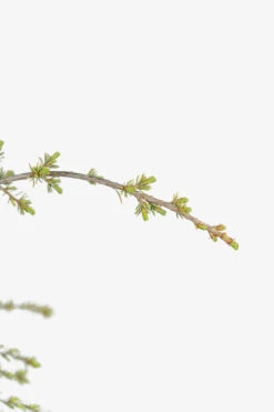 Weeping Blue Atlas Cedar -The Tree Center Weeping Blue Atlas Cedar 5G 02 copy 600x900 1