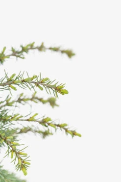 Weeping Blue Atlas Cedar -The Tree Center Weeping Blue Atlas Cedar 5G 03 copy 600x900 1