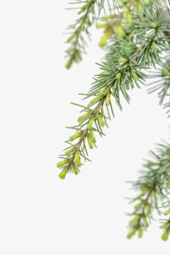 Weeping Blue Atlas Cedar