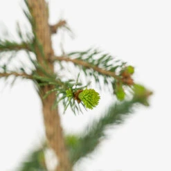 Weeping Norway Spruce -The Tree Center Weeping Norway Spruce 5G 05 copy 2 600x600 1