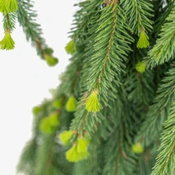 Weeping Norway Spruce -The Tree Center Weeping Norway Spruce 5G 06 copy 2 600x600 1