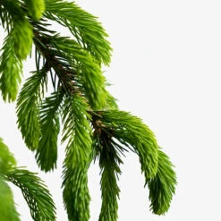 Weeping White Spruce 9 Weeping White Spruce -The Tree Center Weeping White Spruce 3G 02 copy 600x600 1