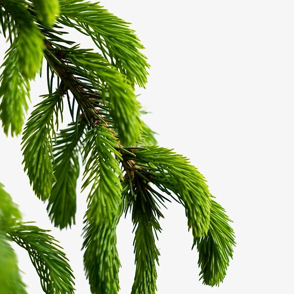 Weeping White Spruce 5 Weeping White Spruce - Image 5