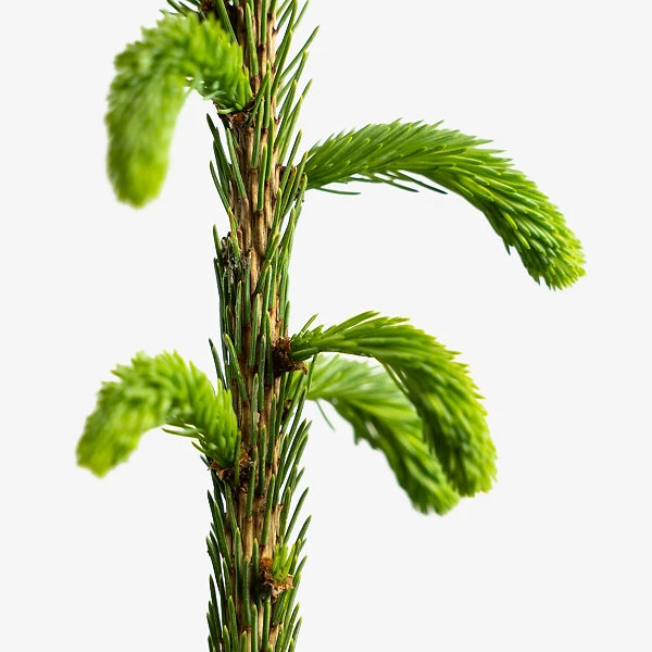 Weeping White Spruce 2 Weeping White Spruce - Image 2