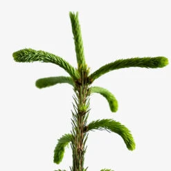 Weeping White Spruce