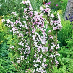 Apple Blossom Towers Of Flowers® Weigela