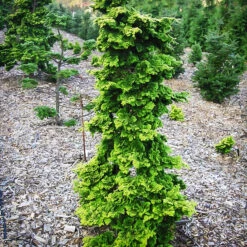Wells Special Hinoki Cypress -The Tree Center Wells Special Hinoki Cypress 1 copy 600x600 1