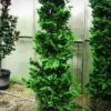 Wells Special Hinoki Cypress