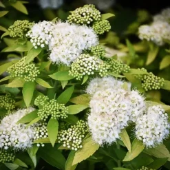 White Gold Spirea 6 White Gold Spirea -The Tree Center White Gold Spirea 1 copy jpg webp