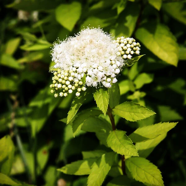 White Gold Spirea 2 White Gold Spirea - Image 2