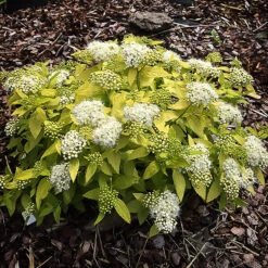 White Gold Spirea 7 White Gold Spirea -The Tree Center White Gold Spirea 3 copy 600x600 1