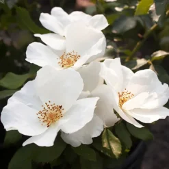 White Out Rose - Tree Form -The Tree Center White Out Rose Tree Form 1.1 copy jpg webp