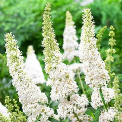 White Profusion Butterfly Bush -The Tree Center White Profusion Butterfly Bush 1 copy 600x600 1