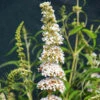 White Profusion Butterfly Bush
