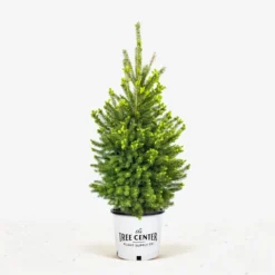 White Spruce -The Tree Center White Spruce jpg 600x600 1