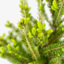 White Spruce -The Tree Center White Spruce 5G 04 copy jpg 600x600 1