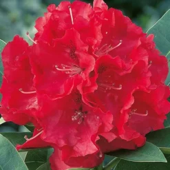 Wilgen's Beauty Rhododendron -The Tree Center Wilgens Beauty Rhododendron 1 copy jpg