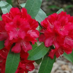 Wilgen's Beauty Rhododendron -The Tree Center Wilgens Beauty Rhododendron 2 copy jpg