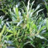 Willow Leaf Bay Laurel