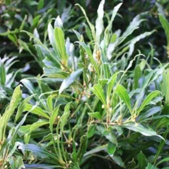 Willow Leaf Bay Laurel