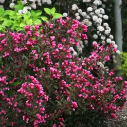 Wine & Roses Weigela 8 Wine & Roses Weigela -The Tree Center Wine Roses Weigela 1 copy jpg