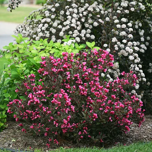 Wine & Roses Weigela 2 Wine & Roses Weigela - Image 2