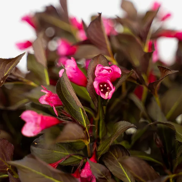 Wine & Roses Weigela 5 Wine & Roses Weigela - Image 5