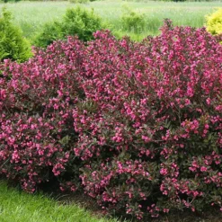 Wine & Roses Weigela 7 Wine & Roses Weigela -The Tree Center Wine Roses Weigela 4 copy jpg
