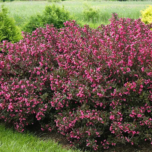 Wine & Roses Weigela 3 Wine & Roses Weigela - Image 3