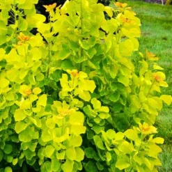 Winecraft Gold Smoke Bush 6 Winecraft Gold Smoke Bush -The Tree Center Winecraft Gold Smoke Bush 3 copy jpg webp