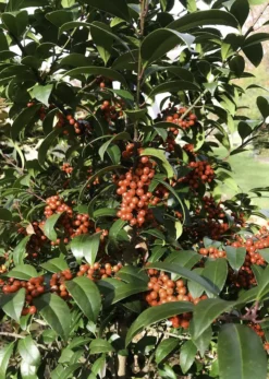Winter Bounty Holly