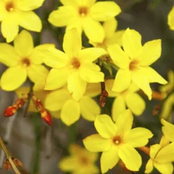 Winter Jasmine -The Tree Center Winter Jasmine 1 copy 600x602 1