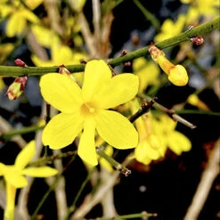 Winter Jasmine -The Tree Center Winter Jasmine 2 copy 600x599 1