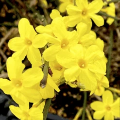 Winter Jasmine -The Tree Center Winter Jasmine 3 copy 600x599 1