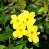 Winter Jasmine