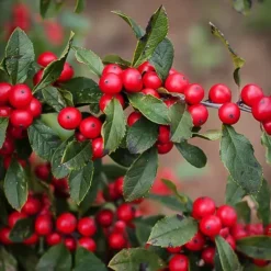 Winter Red Winterberry Holly -The Tree Center Winter Red Winterberry 2 copy jpg webp