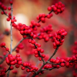 Winter Red Winterberry Holly -The Tree Center Winter Red Winterberry 3 copy 600x600 1