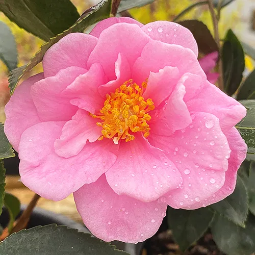 Winter's Joy Camellia 4 Winter's Joy Camellia - Image 4