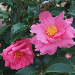 Winter's Joy Camellia 6 Winter's Joy Camellia -The Tree Center Winter joy Camellia 1.1 copy jpg webp