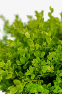 Wintergreen Boxwood -The Tree Center Wintergreen Boxwood 3G 03 copy 600x900 1