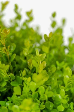 Wintergreen Boxwood