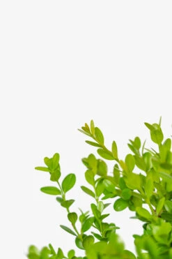 Wintergreen Boxwood -The Tree Center Wintergreen Boxwood 3G 05 copy 600x900 1