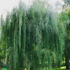 Wisconsin Weeping Willow -The Tree Center Wisconsin Weeping Willow 2 copy jpg