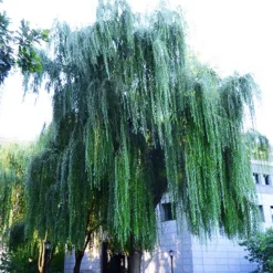 Wisconsin Weeping Willow -The Tree Center Wisconsin Weeping Willow 3 copy jpg webp
