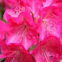Wissahickon Rhododendron -The Tree Center Wissahickon Rhododendron 2 copy 600x600 1