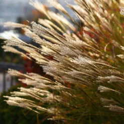 Yaku Jima Maiden Grass -The Tree Center Yaku Jima Maiden Grass 2 copy 600x600 1