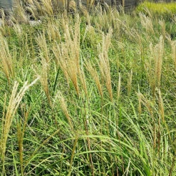 Yaku Jima Maiden Grass -The Tree Center Yaku Jima Maiden Grass 3 copy 600x600 1
